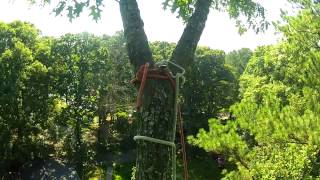 Heavy leaning red oak dismantle [upl. by Suilienroc]