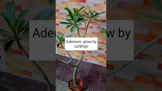 एडेनियम को कटिंग से ग्रो करेंAdenium grow by cuttings [upl. by Queston]