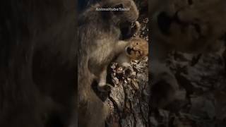 Baboons stealing Lion Cubs  சிங்கக்குட்டிகளை திருடும் குரங்குகள் [upl. by Nored]