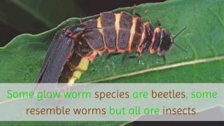 16 Facts You Should Know About Glow Worm [upl. by Malina798]