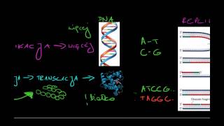 Chromosomy chromatydy chromatyna [upl. by Teodoor]