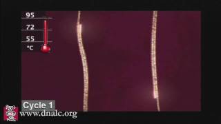 Polymerase Chain Reaction PCR [upl. by Rojam]