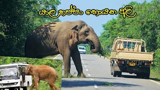 kataragama buthtala road block emotional willife [upl. by Kral781]