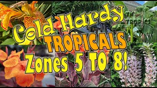 Cold Hardy Tropicals For Zones 5 to 8 [upl. by Llenwahs]