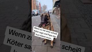 Wenn zu mir einer Scheiss Köter sagt shorts hund hunde [upl. by Bettina]