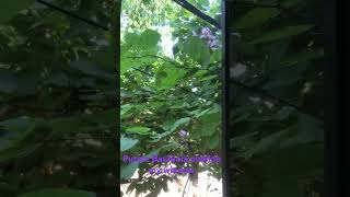 Bauhinia variegata  Purple orchid bloom outside window [upl. by Haily]