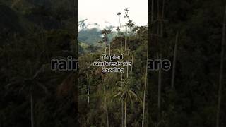 The Rich Biodiversity of Tropical Rainforests 🌳 Biodiversity Rainforest Nature EcoLife [upl. by Swart]