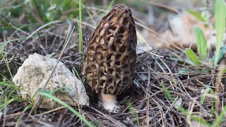 Morilles coniques en Provence [upl. by Nileek]