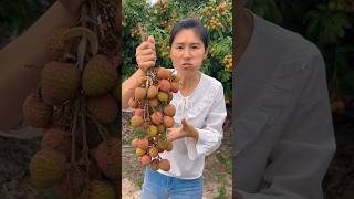 Natural landscape lychee fruit farm and eating so sweet fresh with rural farming life lychee 2024 [upl. by Sorkin51]