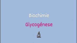 la glycogénes Biochimie approfondie [upl. by Innus]