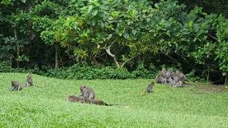 Ubud Wenara Bali Bungalows majmok [upl. by Letniuq272]