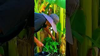 The Arabica Coffee Plant tnog gardening youtubeshorts zone9 neworleans [upl. by Ssilem]