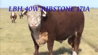 Lilybrook Herefords LBH 40W RIBSTONE 171A summer 2015 [upl. by Nichy]