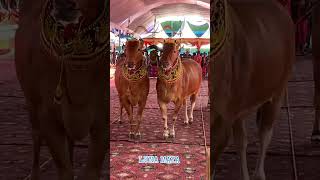 Luna bulls bull racing bulls lover cattle and bull farming youtube animals shortvideo shorts [upl. by Jardena366]