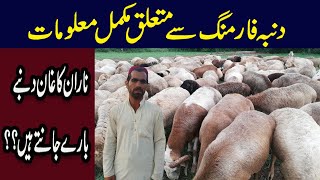 Turkey Dumba Farming In Pakistan  Dumba Farm in Pakistan  Dumba Farming in Pakistan  Qasim Malik [upl. by Sayed]