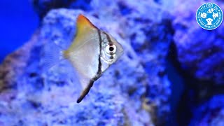 【チャーム】海水魚 ヒメツバメウオ Monodactylus argenteus ツバメウオ charm動画 [upl. by Alig]