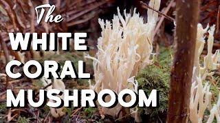 White Coral Mushroom Clavulina coralloides w Helminthosphaeria clavariarum [upl. by Ysus]