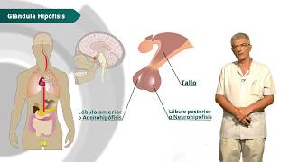 Anatomía SISTEMA ENDOCRINO [upl. by Sik622]