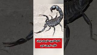 خطرناکترین عقربهای ایران scorpion shorts androctonus animals nature hiking insect vipers [upl. by Wesla77]