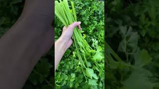 Apium graveolens known in English as wild celery agriculture farming celery health shots [upl. by Houlberg]