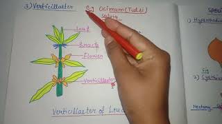 Special Types of Inflorescence Hypanthodium Cyathium Verticillaster [upl. by Janela]