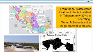 Phytoremediation of wastewater with Thalia Geniculata [upl. by Yrrum]