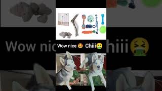 Wow nice 🤩  Chiii 🤮 trending viral shorts trend husky ambajogai dogsofviraj [upl. by Piselli]