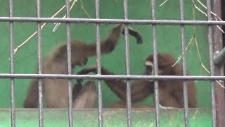 Cute whitehanded gibbon cub and family シロテテナガザルの寝技テクニック 185【Cute animal videos】【羽村市動物園】 [upl. by Grew]