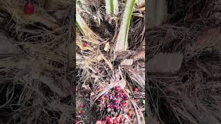 Fully ripened 3yrs old Palm plant fruitpopular nature farming trendingtravelviralvideo nature [upl. by Salis972]