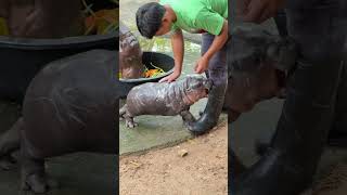 Get Ready for the Most Adorable Hippo Cleaning Session Ever [upl. by Amaral]