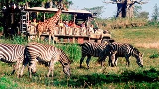 Kilimanjaro Safari Disneys Animal Kingdom Disney World HD Gorgeous Pandavision [upl. by Tobie]