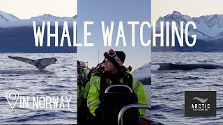 ARCTIC EXPLORERS  Whale watching in Skjervøy 🐋  VLOG [upl. by Odnanref]