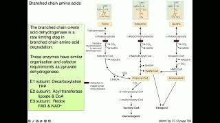 Medical Biochemistry Amino Acids 2 SKILDUM [upl. by Bolan]