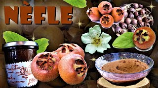 🌿La nèfle commune un fruit sauvage comestible vertueux pour la santé  🍁 [upl. by Landre373]