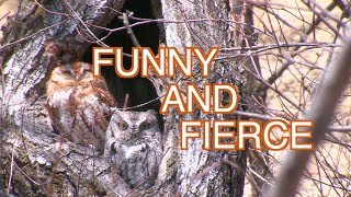 Eastern Screech Owls Nesting NARRATED [upl. by Piegari]