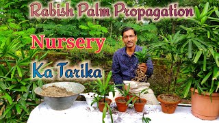 Nursery method se Rabish Palm ka Propagation Kijiye  Hindi  Urdu [upl. by Ozzy]