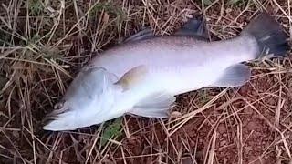 Barramundi Fishing in Goa  India fishing [upl. by Carilyn]