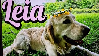 Golden retriever cutegolden subscribe doglover goldenbaby ADVENTURES OF LEIA  HATFIELD FOREST [upl. by Deanne]