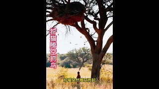 獰貓騰空抓鳥越挫越勇，最終成功捕獲黃鸝鳥 野生動物零距離 動物世界 動物的迷惑行為 獰貓 黃鸝鳥 [upl. by Leidgam]