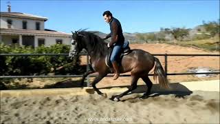 ILUMINADO AC PRE Wallach gelding wwwandalusiercom [upl. by Jemie811]