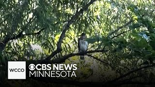 Hawk attacks woman in Maple Grove and neighbors say she’s not the first [upl. by Katonah207]