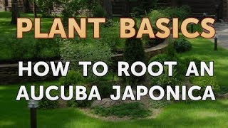 How to Root an Aucuba Japonica [upl. by Botsford581]