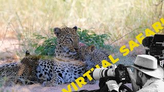 Two Month Old Leopard Cubs Eat Meat For First Time Virtual Safari 208 [upl. by Jordan]