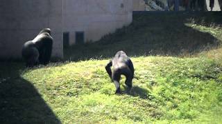 Gorilla Fight at Philadelphia Zoo [upl. by Saenihp]