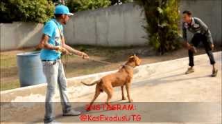 Vybz Kartel and Friends Having Fun Playing With His Pitbull HappyTimes [upl. by Anialem]