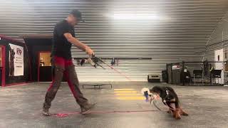 Rottweiler Puppy PlayTraining Session [upl. by Philipa]