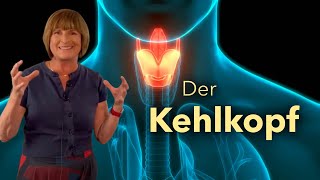 Der Kehlkopf Lage Aufbau Phonation [upl. by Renell52]