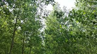 पॉपुलर के ब्लॉक प्लांटेशन में डिस्टेंस का महत्व है poplar plants poplar ki kheti [upl. by Anelagna228]