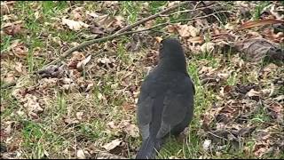 Amsel  Futtersuche [upl. by Baily726]