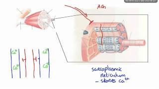 042 How Calcium ion release results in Muscle Contraction [upl. by Olocin]